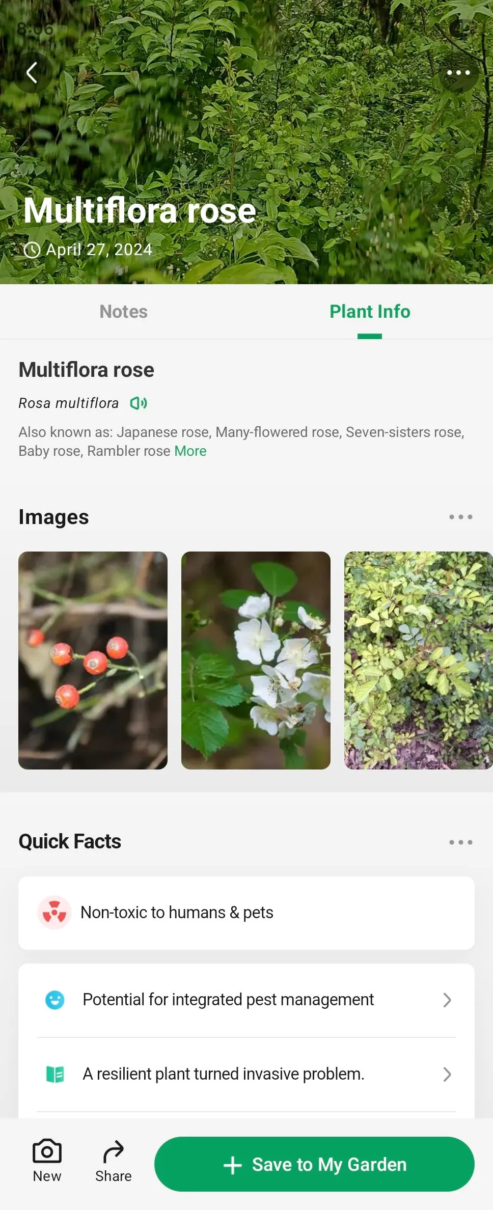Hình ảnh cây hoa hồng đa thân (Multiflora rose) được hiển thị trong ứng dụng PictureThis trên Android.