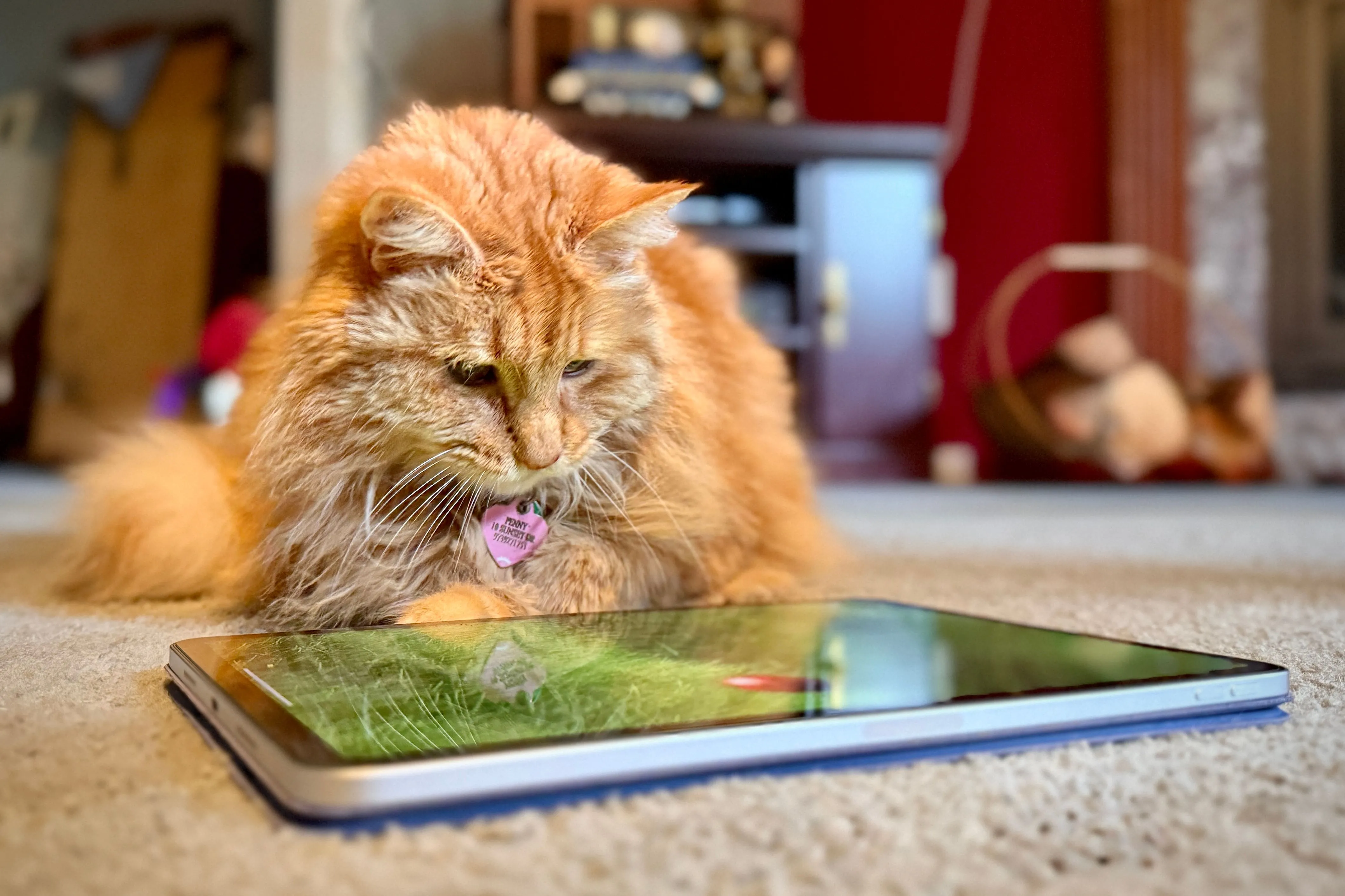 Mèo cưng màu cam đang hào hứng vờn bắt bọ rùa ảo trong ứng dụng Cat Games trên iPad Pro.
