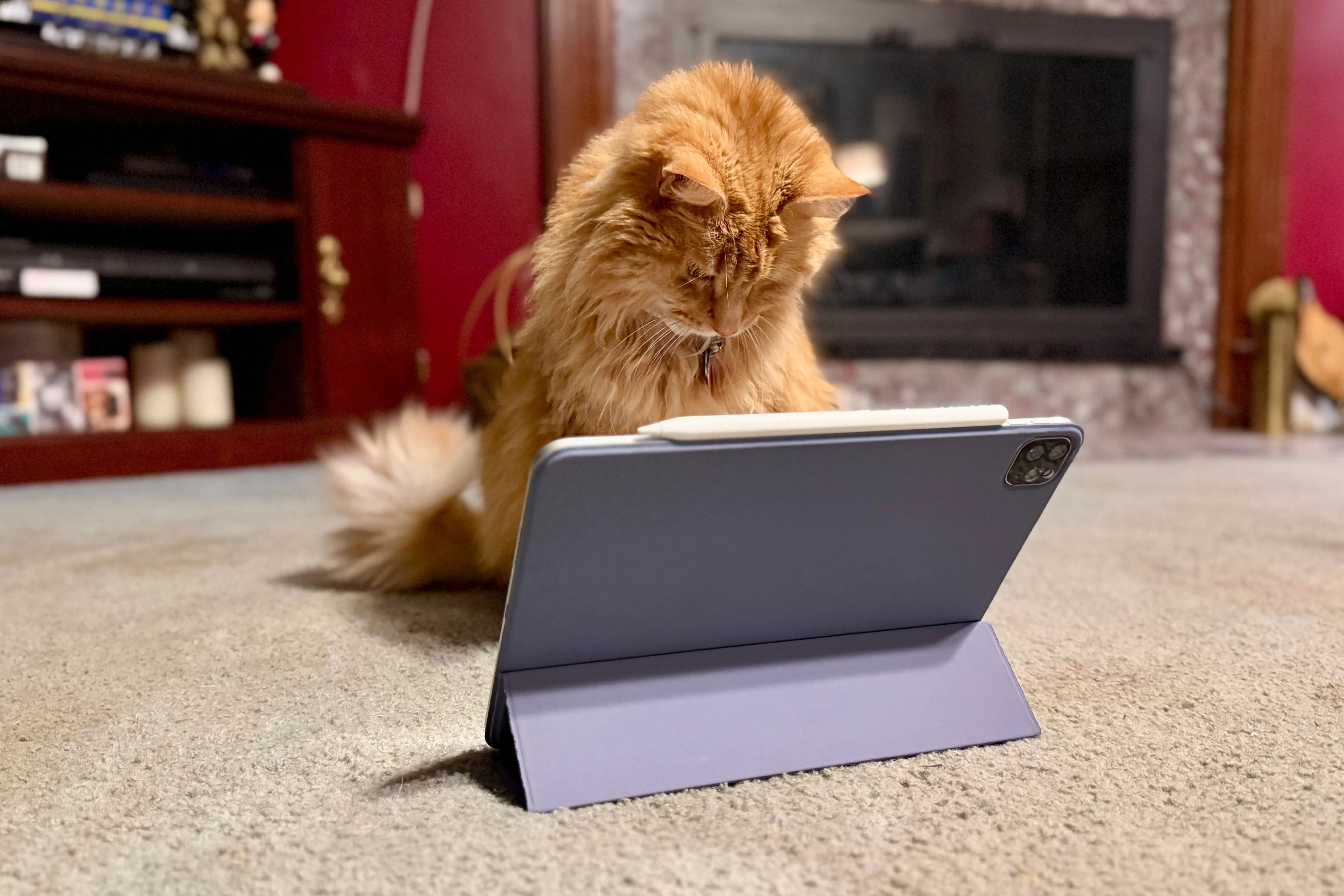 Mèo cưng màu cam thể hiện sự hứng thú, chăm chú nhìn vào màn hình iPad Pro khi chơi game.