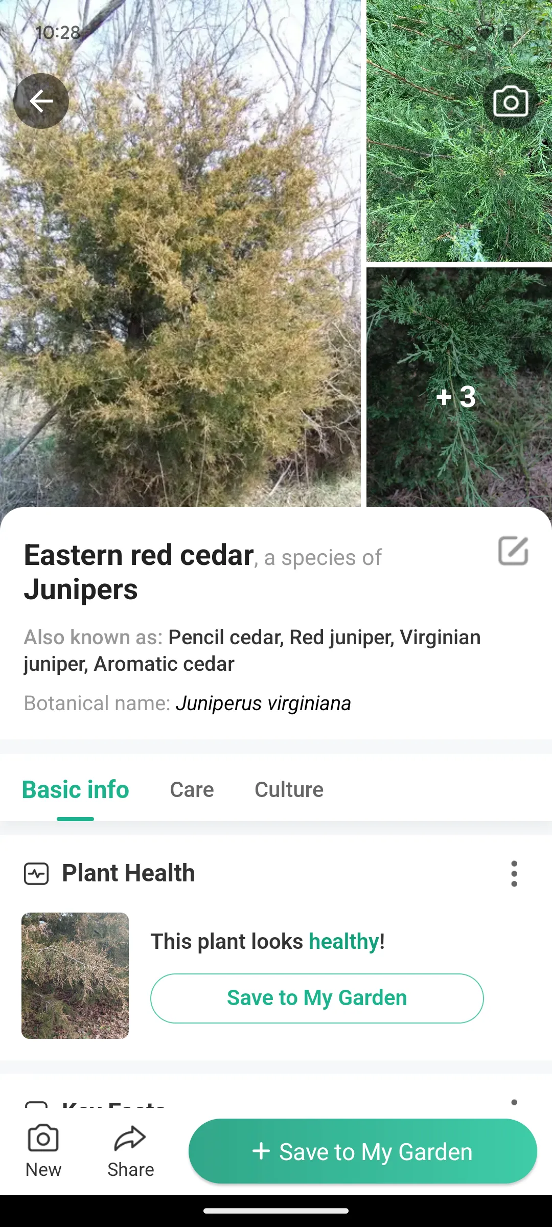 Mô tả chi tiết về một loài cây được nhận diện bởi PictureThis trên Android.