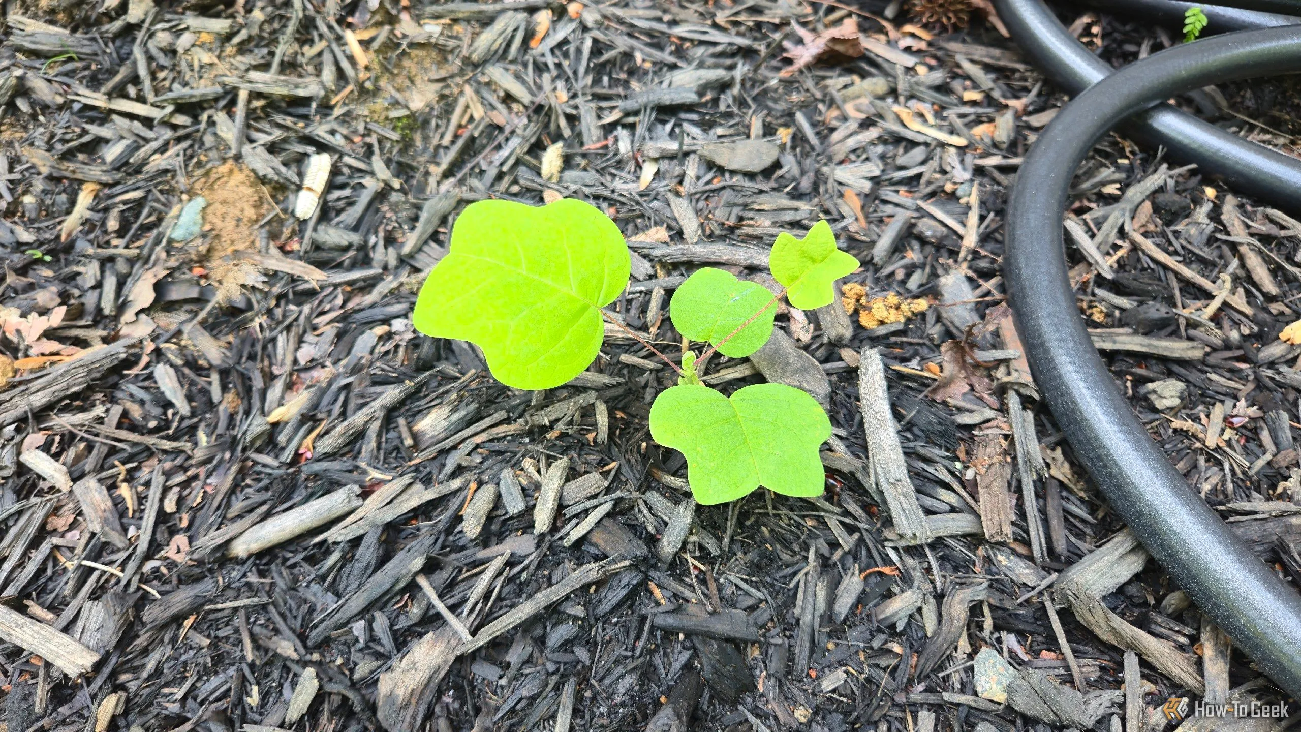 Một cây con Tulip Poplar còn non, với lá đặc trưng.