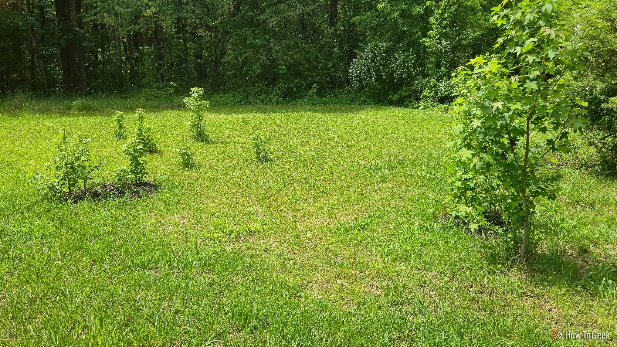 Những cây Sweetgum non tự mọc tại một khu vườn.