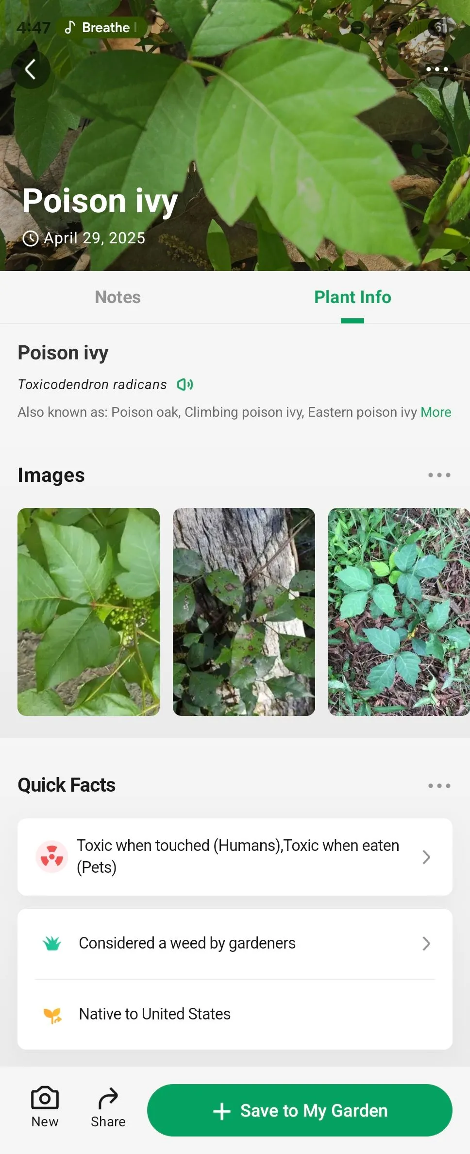 Thông tin chi tiết về cây thường xuân độc (Poison Ivy) trong ứng dụng PictureThis trên Android.